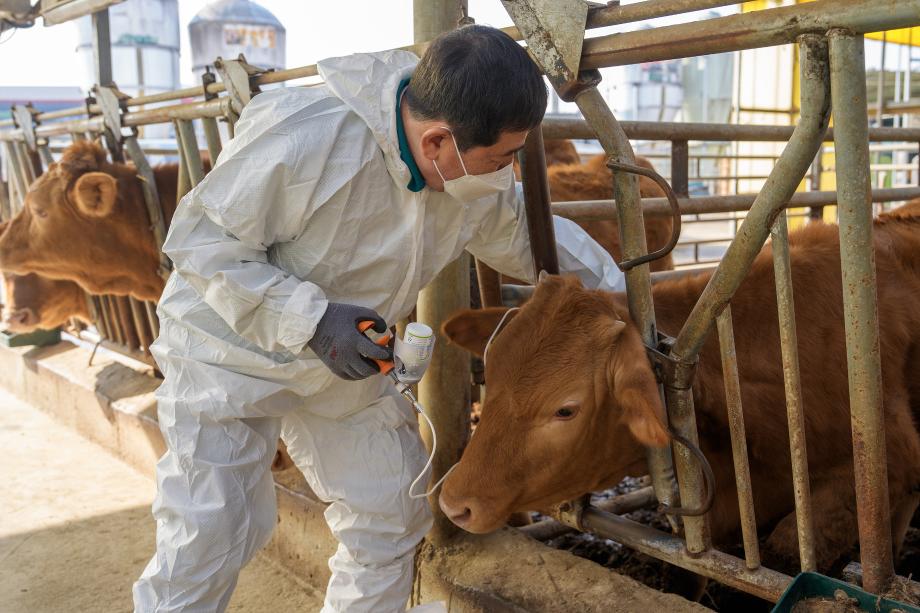 증평군 구제역 차단 백신접종 신속 대응